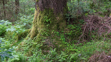 tree root overgrown with moss and clover