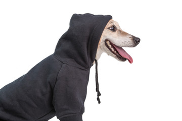Adorable Smiling hoodie dog Jack Russell terrier muzle. charming gangster pet face side profile view. White background