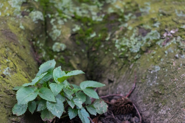 Small green plant at base of tree