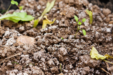 The seedling are growing from the rich soil, ecology concept