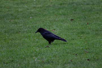 Side view close-up of raven