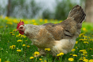 Chicken in the grass