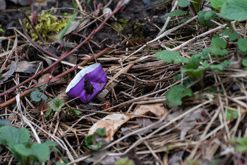 Plastic cap laying in the grass