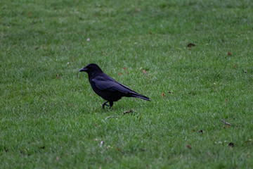 Raven stepping in the grass
