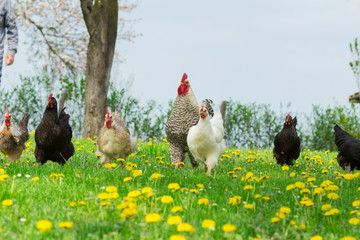 Rooster and chickens