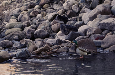Duck on shore of river