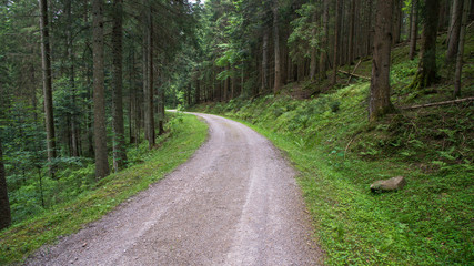 street through forest