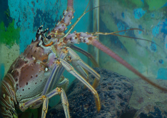 The Caribbean Spiny lobster (Panulirus argus)