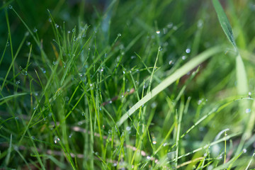 Fototapeta na wymiar green grass dew