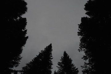 Dark silhouettes of high pines and spruces from below upwards on background of clear sky with copy space. Coniferous trees close up in grayscale. Eerie atmospheric monochrome landscape.