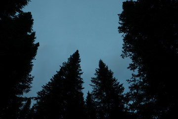 Dark silhouettes of high pines and spruces from below upwards on background of clear dark blue sky with copy space. Template with coniferous trees close up in faded tones. Eerie atmospheric landscape.