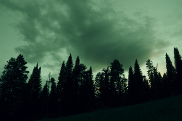 Dark silhouettes of high pines and spruces from below upwards on background of cloudy sky in gloomy...