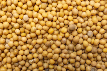Closeup of lot of whole white mustard seeds flatlay isolated