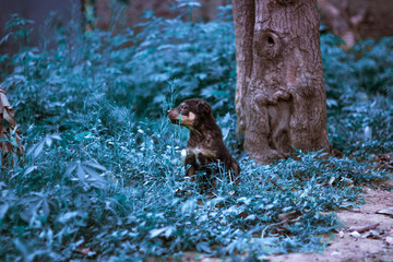 Little puppy in the bush