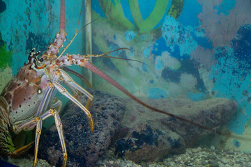 The Caribbean Spiny lobster (Panulirus argus)