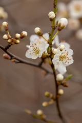 Spring blossom