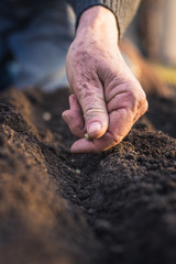 Old gardener planting seeds of pea in soil. Gardening concept