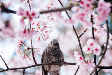 Adorable bird on a beautiful cherry blossom sakura tree in Tokyo, Japan