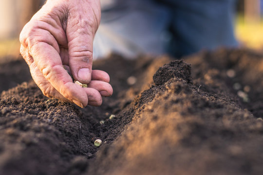 Farmer´s hand planting seed of green peas into soil. Sowing at springtime