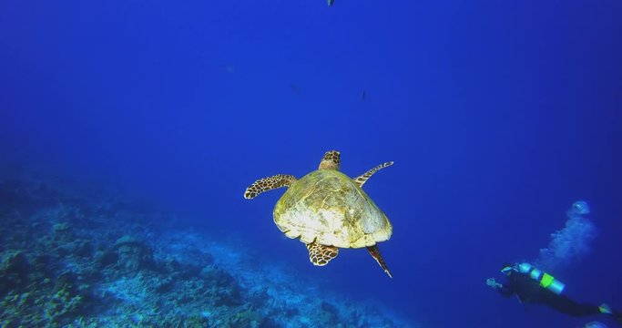 A sea turtle swims in the ocean amid colorful corals.