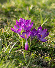 Fototapeta premium Crocus flowers at spring sunset