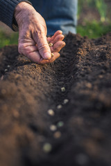 Planting seeds of pea in soil. Farmer sowing seed in organic garden - obrazy, fototapety, plakaty