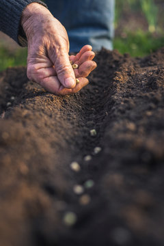 Planting seeds of pea in soil. Farmer sowing seed in organic garden