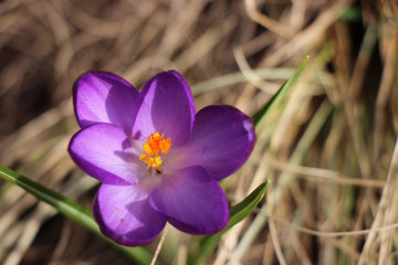 Lila Krokus im Sonnenlicht