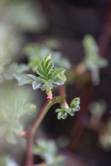 Raindrops on the plants