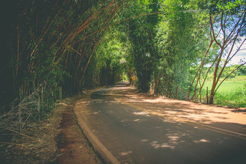Estrada com bambús
