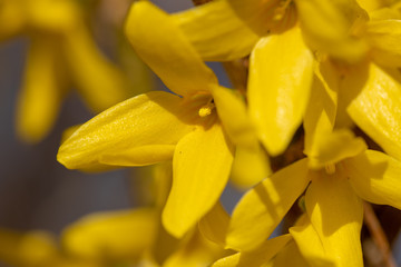 Yellow blossom