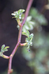 Raindrops on the plants