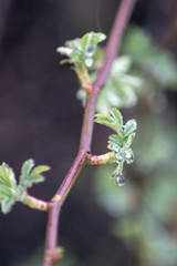 Raindrops on the plants