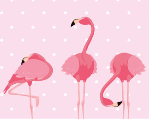 Obraz premium flock of elegant flamingos birds dotted background