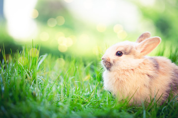 easter bunny in nature landscape © drubig-photo