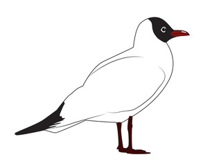 Black headed gull