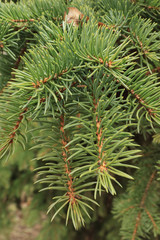 Green background of paws (branches) ate with spiky claws (needles).