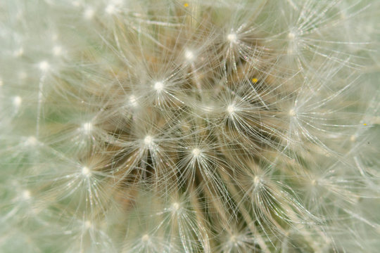 closeup of dandelion on green background