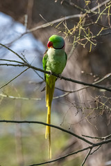 Alexandrine parakeet, beautiful colorful bird perched on a branch