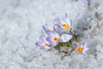spring snow Flower
