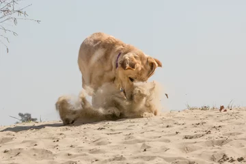 Fototapeten Labrador laat zand opstuiven © photoPepp