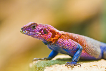 Fliederagame (Agama mwanzae)