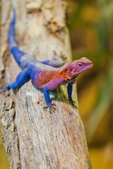 Fliederagame (Agama mwanzae)