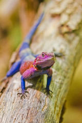 Fliederagame (Agama mwanzae)