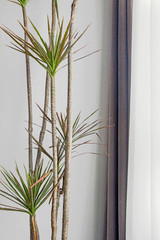 interior decoration with Dracaena Marginata plant (Madagascar Dragon Tree)