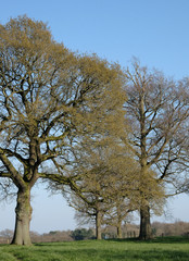 Trees in early Spring