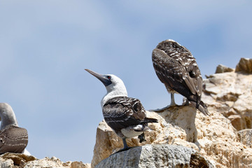 Peruvian booby (Sula variegata) perched preening on a rocky boulder of the Ballestas Islands in Paracas, Peru.