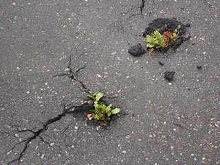 Close-up top view of the green plant grows through asphalt. New life, power of nature concept