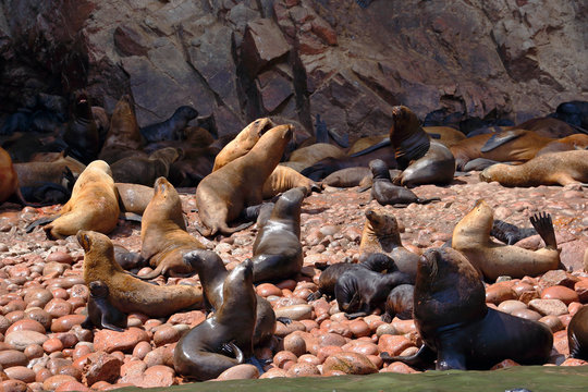 Wild colony of sea lions (Otaria flavescens) on the shore of the Ballestas Islands in Paracas, Peru.