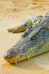 Nilkrokodil (Crocodylus niloticus)